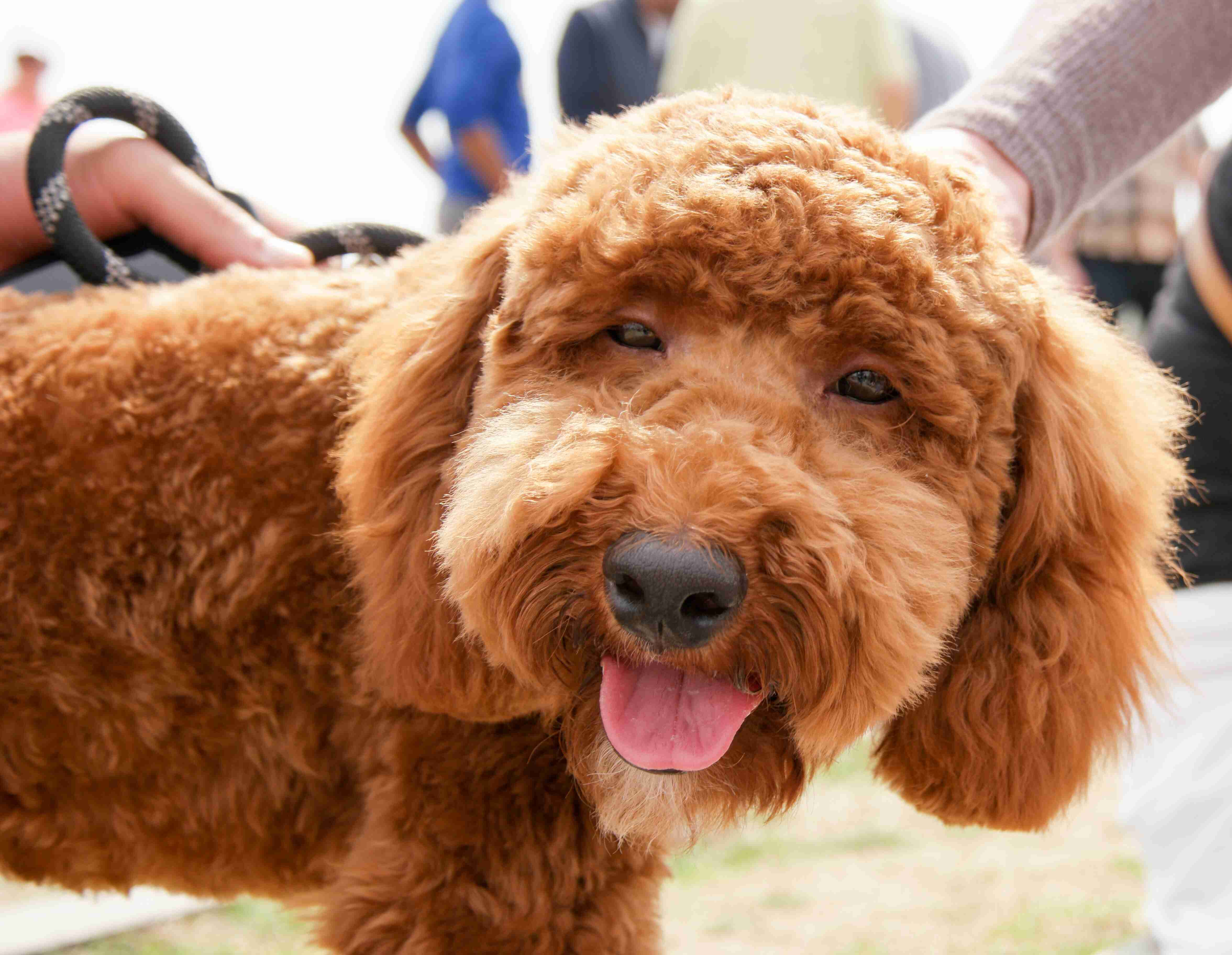 How can owners help manage respiratory issues in Poodles?